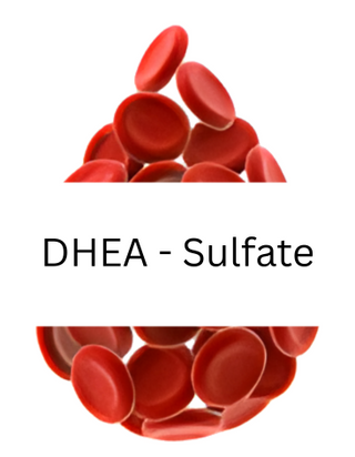 DHEA-Sulfate